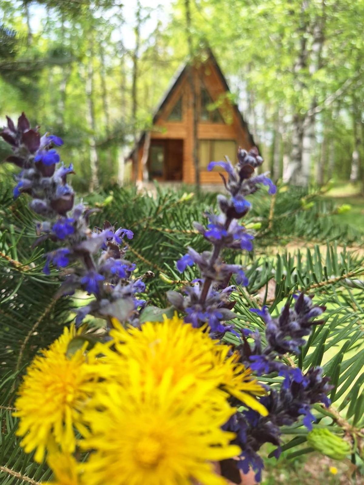 Forest Rhapsody Brezna Villa Plužine Exterior foto